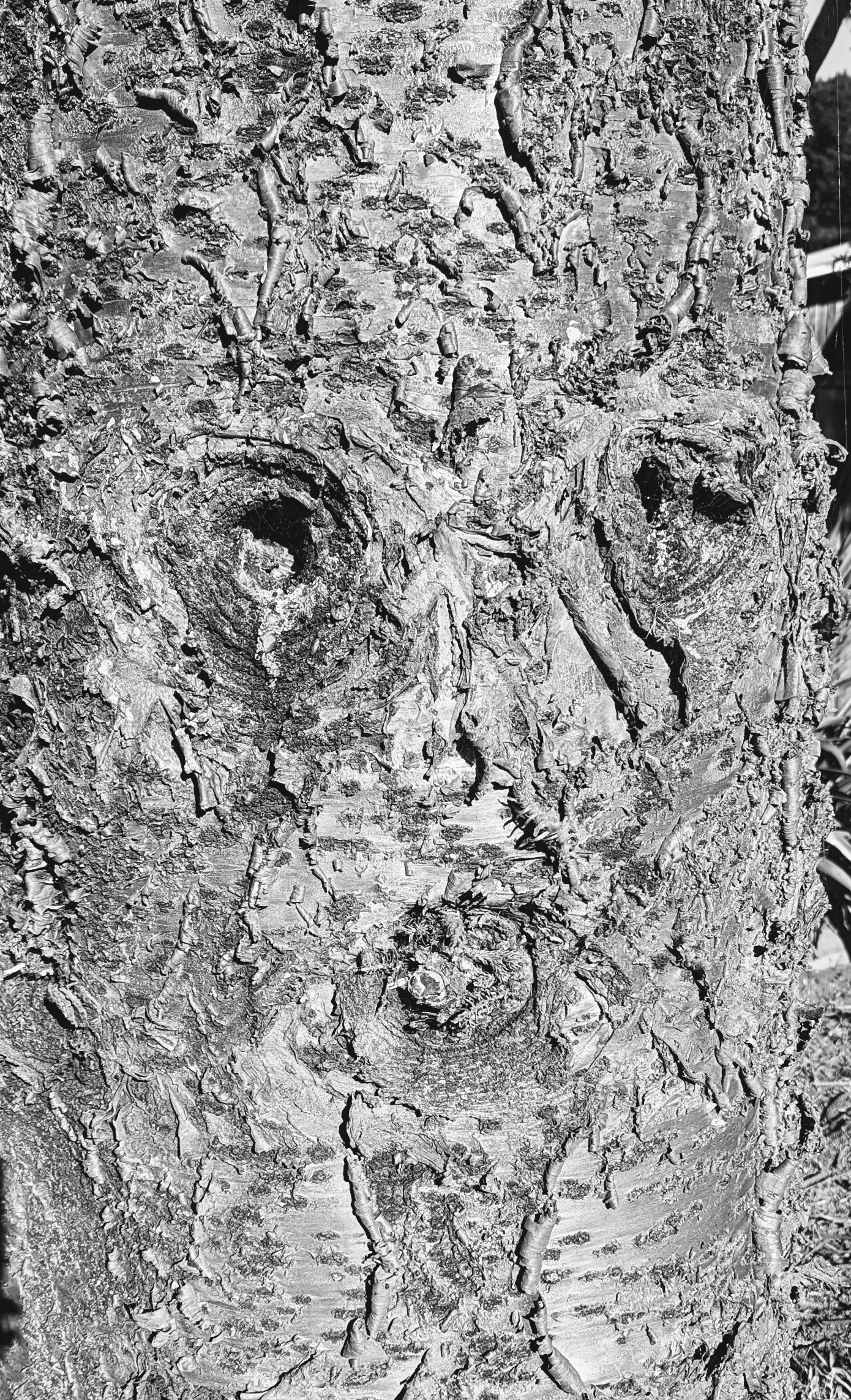 Monochrome closeup of tree bark. I see a face amongst the pattern.