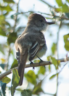  La Sagra's Flycatcher (Myiarchus sagrae)