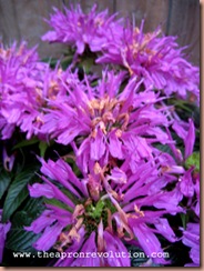 beebalm beebalm