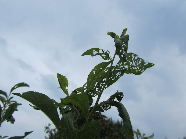 Danni Popillia japonica su Foglie di Susino