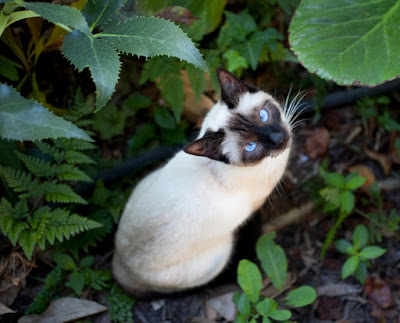 pacific siamese rescue