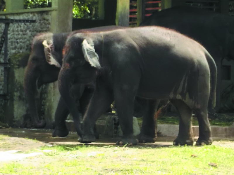 Foto-Foto Gajah di Kebun Binatang Gembiraloka | Fauna Gue