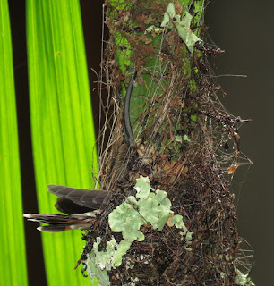 Rufous-breasted Hermit