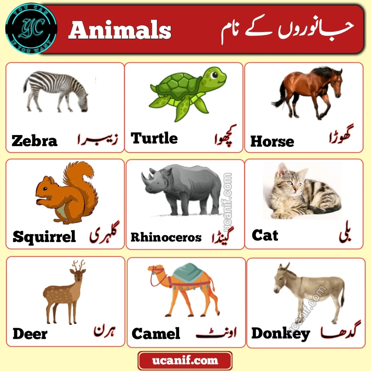 Animals Name in Urdu, animals name in urdu english, Janvaron ke Naam Urdu mein, Urdu mein Janvaron ke Naam