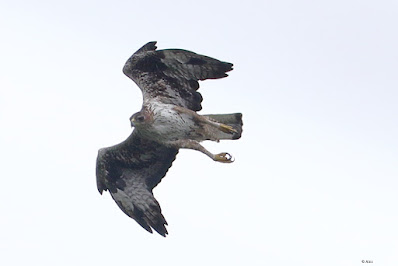 "Bonelli's Eagle , preparing to plunge at prey."
