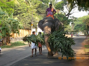 Elephant walking 2 Kms distance from  Anakotta to Guruvayur Temple complex.