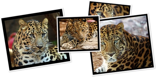 View amur leopard album