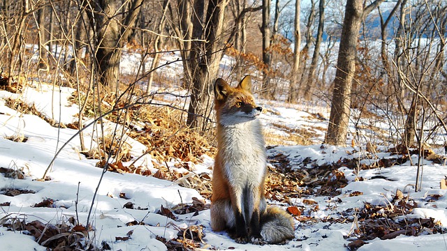 Renard roux | Îles de Boucherville