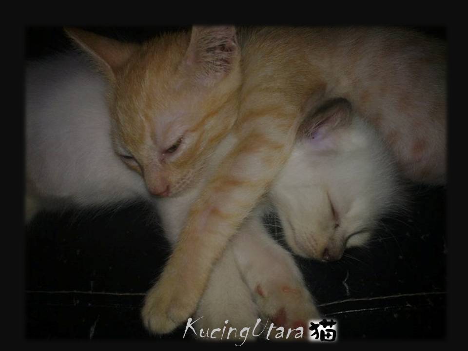 Kucing Utara: Penghapusan Punca Kutu Kucing