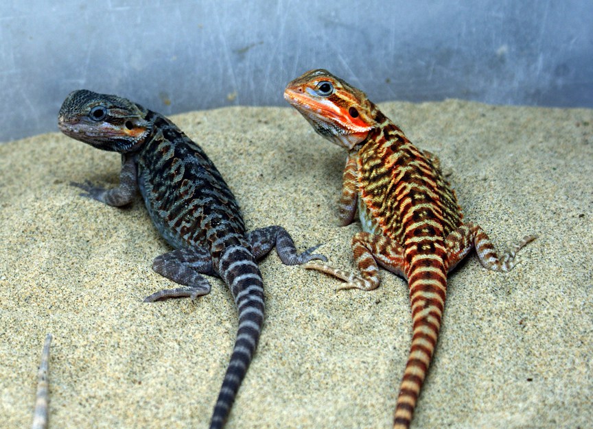 The Difference Between A Leatherback And A Normal Bearded Dragon - leatherback bearded dragon