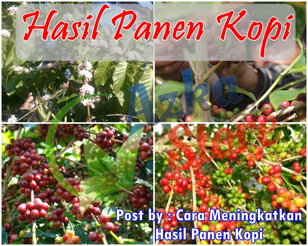 Cara Meningkatkan Hasil Panen Kopi