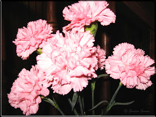 pink carnations for breast cancer awareness