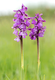 Green-winged Orchid - Muston Meadows, Leicestershire