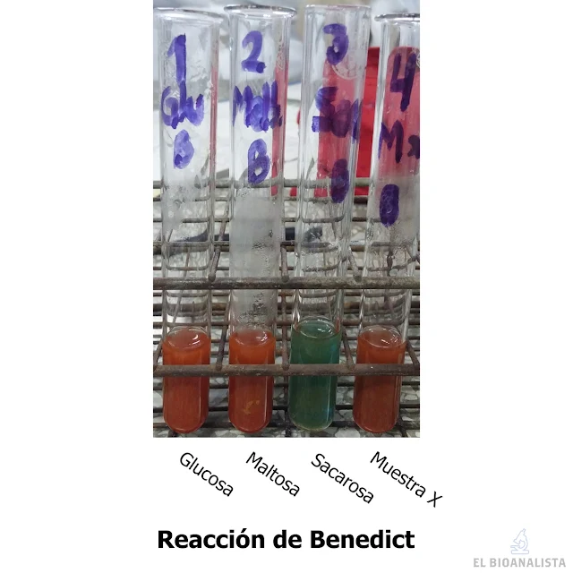 prueba de benedict bioquímica identificacion de carbohidratos