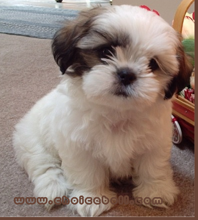 Teddy Bear Puppies on Christmas Teddy Bear Teddy Bear  Dog Teddy Bear