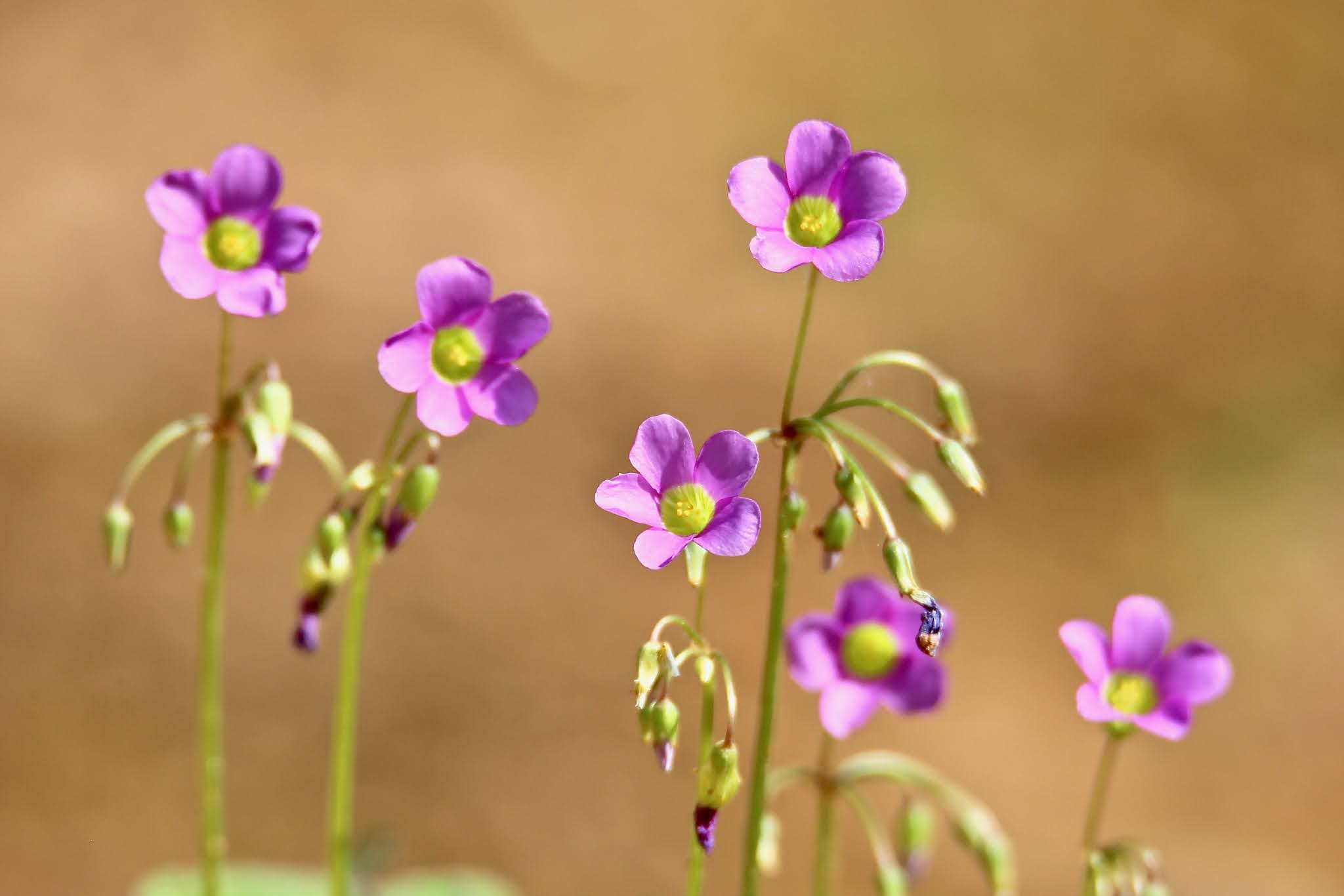 Pink woodsorrel plant flower high resolution free