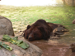   ussuri brown bear, ezo brown bear, japanese black bear, bears in japan map, japanese bear rilakkuma, how did bears get to japan, japanese bear cartoon, siberian tiger kills polar bear, japan bear mascot