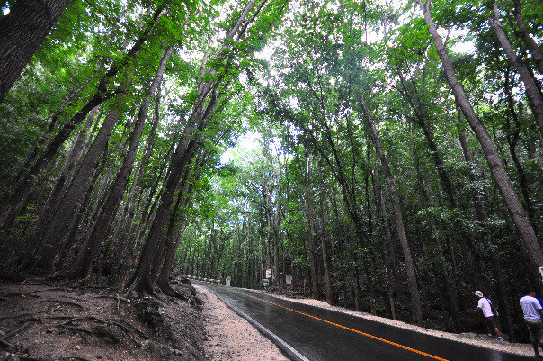 Mahogany trees forest in Bohol