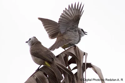 Bulbul ? courtship display