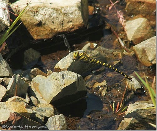 Golden-ringed-dragonfly