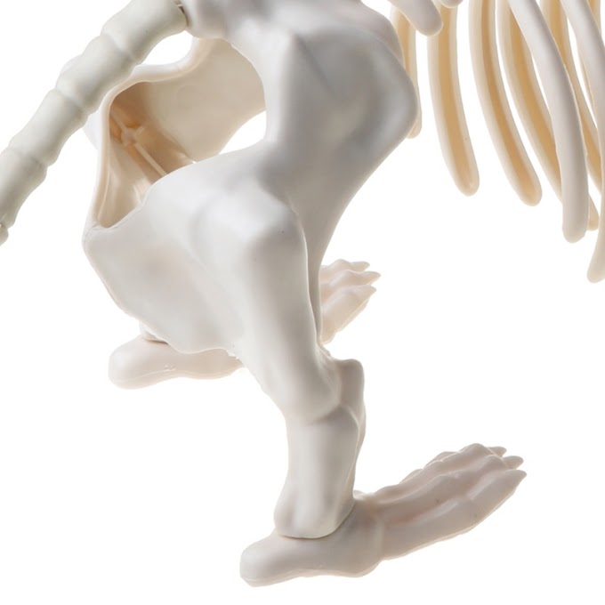 [ poopoostore.vn ] Mô hình xương chó trang trí Halloween