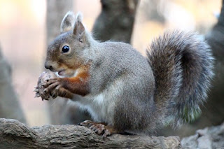 Japanese Squirrel