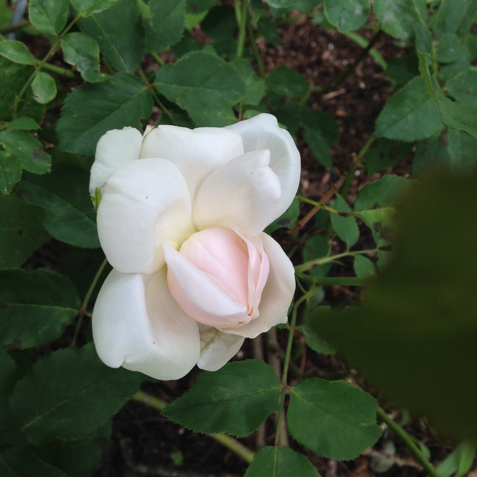 Heirloom Rose 'Madame Alfred Carriere'
