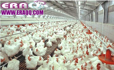 ERAQQ - Membahas Peluang Usaha Serta Modal Dan Keuntungan Dan Tips Berternak Ayam Potong