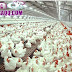ERAQQ - Membahas Peluang Usaha Serta Modal Dan Keuntungan Dan Tips Berternak Ayam Potong