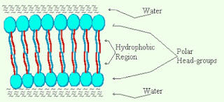 Cross section of a phospholipids bilayer