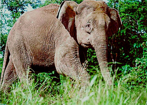 african elephant habitat. Unlike the African elephants,