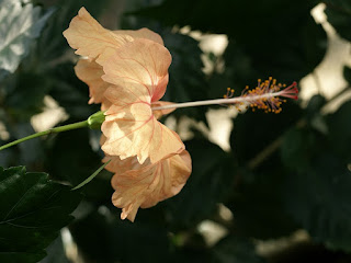 Hibiscus divers - Hibiscus non identifiés