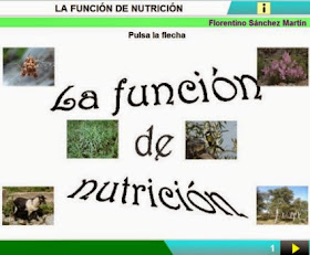 http://cplosangeles.juntaextremadura.net/web/edilim/curso_3/cmedio/los_seres_vivos_3/la_nutricion/la_nutricion.html