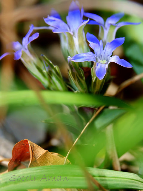 Gentiana zollingeri