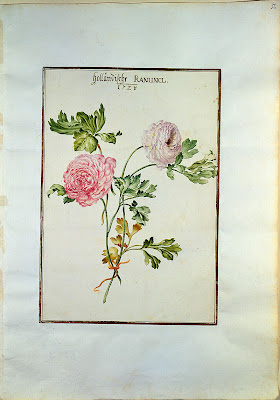 1730 Karlsruher Tulpenbuch