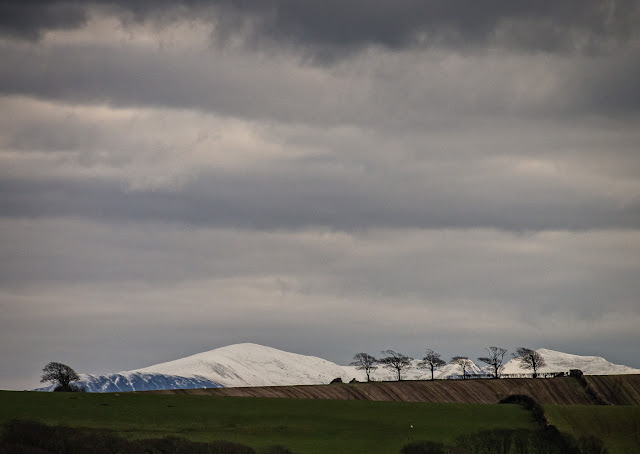 Photo of a row of bare trees and the white hills behind them