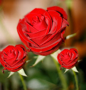 valentines day roses by cool wallpapers at cool wallpapers and wallpaper