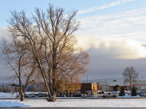 tree with clouds