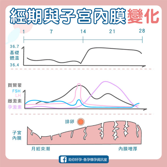 月經週期與子宮內膜變化