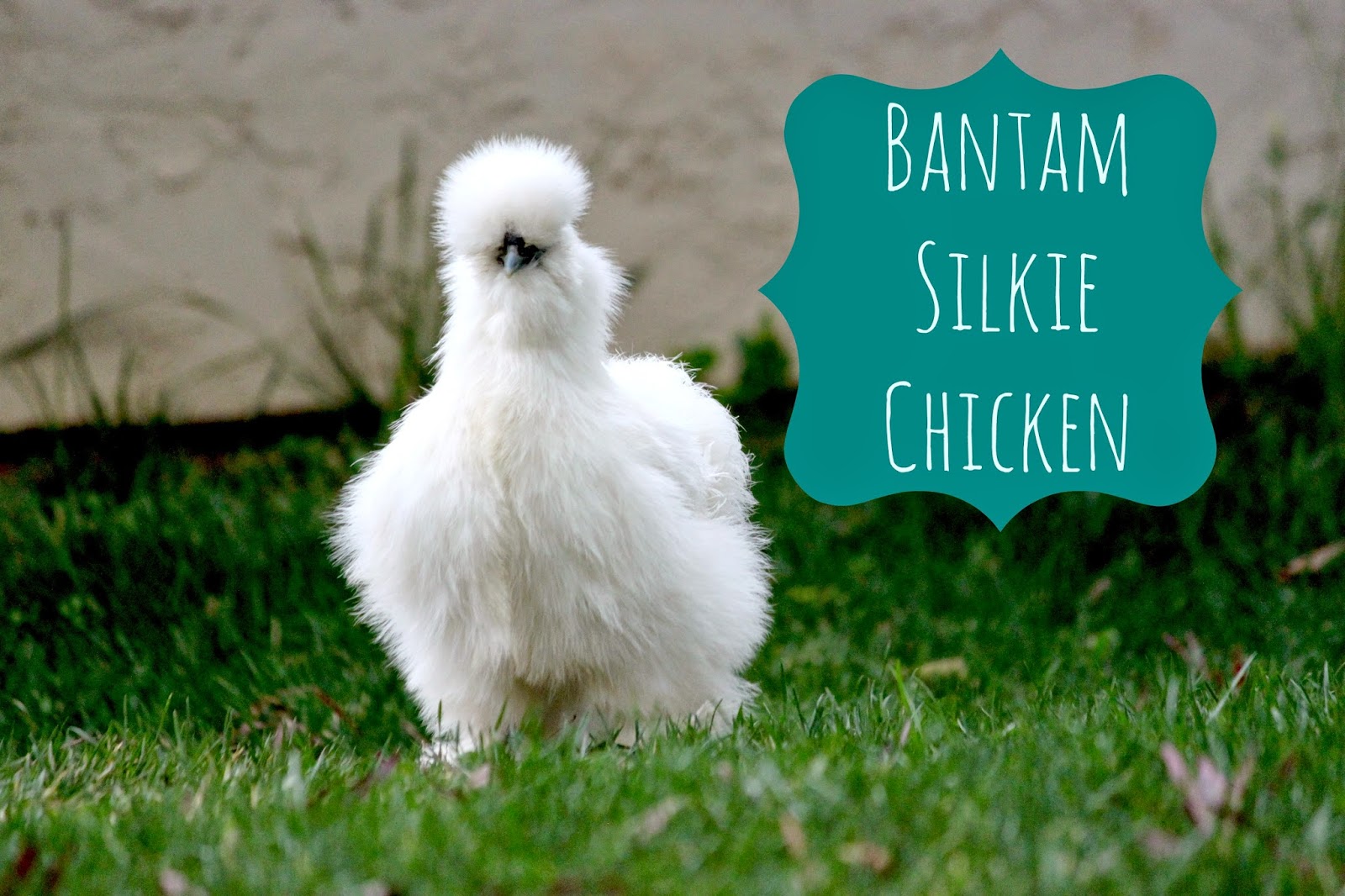 What is a Silkie Chicken you say? Here is our Silkie Chicken Daisy: