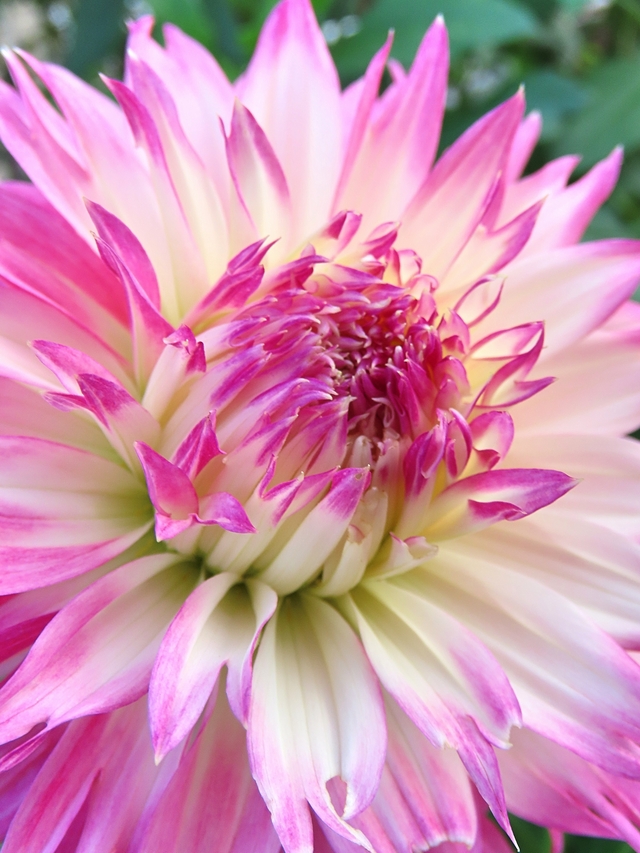 Geklets: over de tijd die vliegt, een afscheid, medicatie, chaos, linkjes en foto's van mooie bloemen ...