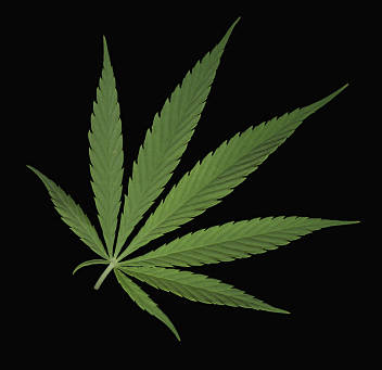 Cannabis sativa «marihuana» hojas digitadas