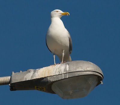 American Herring Gull (Larus argentatus smithsonianus)