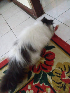 kucing persia peaknose extreme longhair