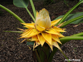 Musella Lasiocarpa at Singapore Botanic Gardens