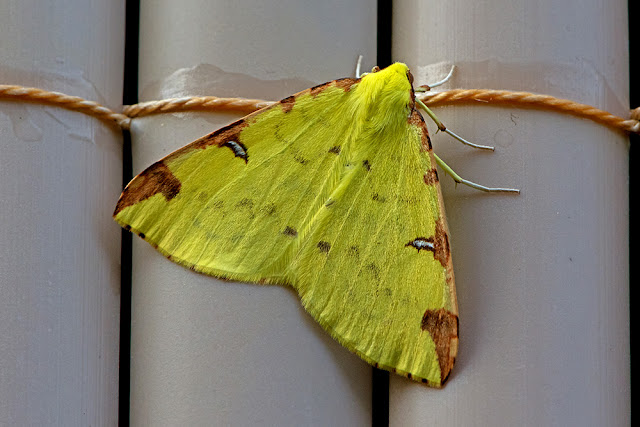 Opisthograptis luteolata the Brimstone Moth