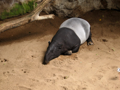 Tapir 