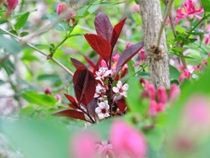 20150515_154800-blossoms
