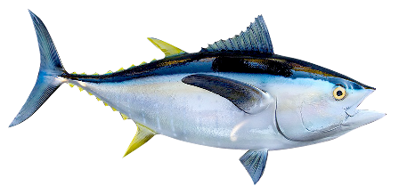 Abon Tuna Arnis 7 Alasan Untuk Mengonsumsi Ikan  Tuna