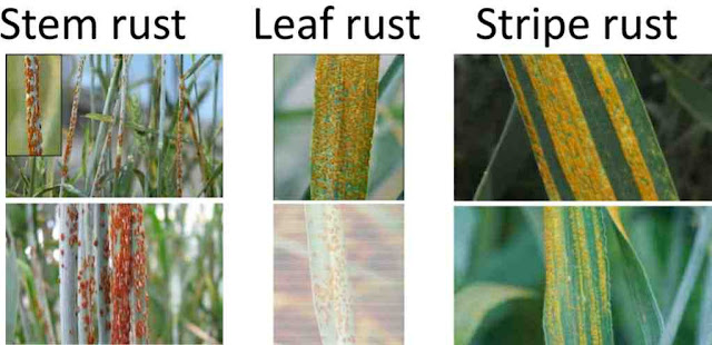Wheat diseases and their management